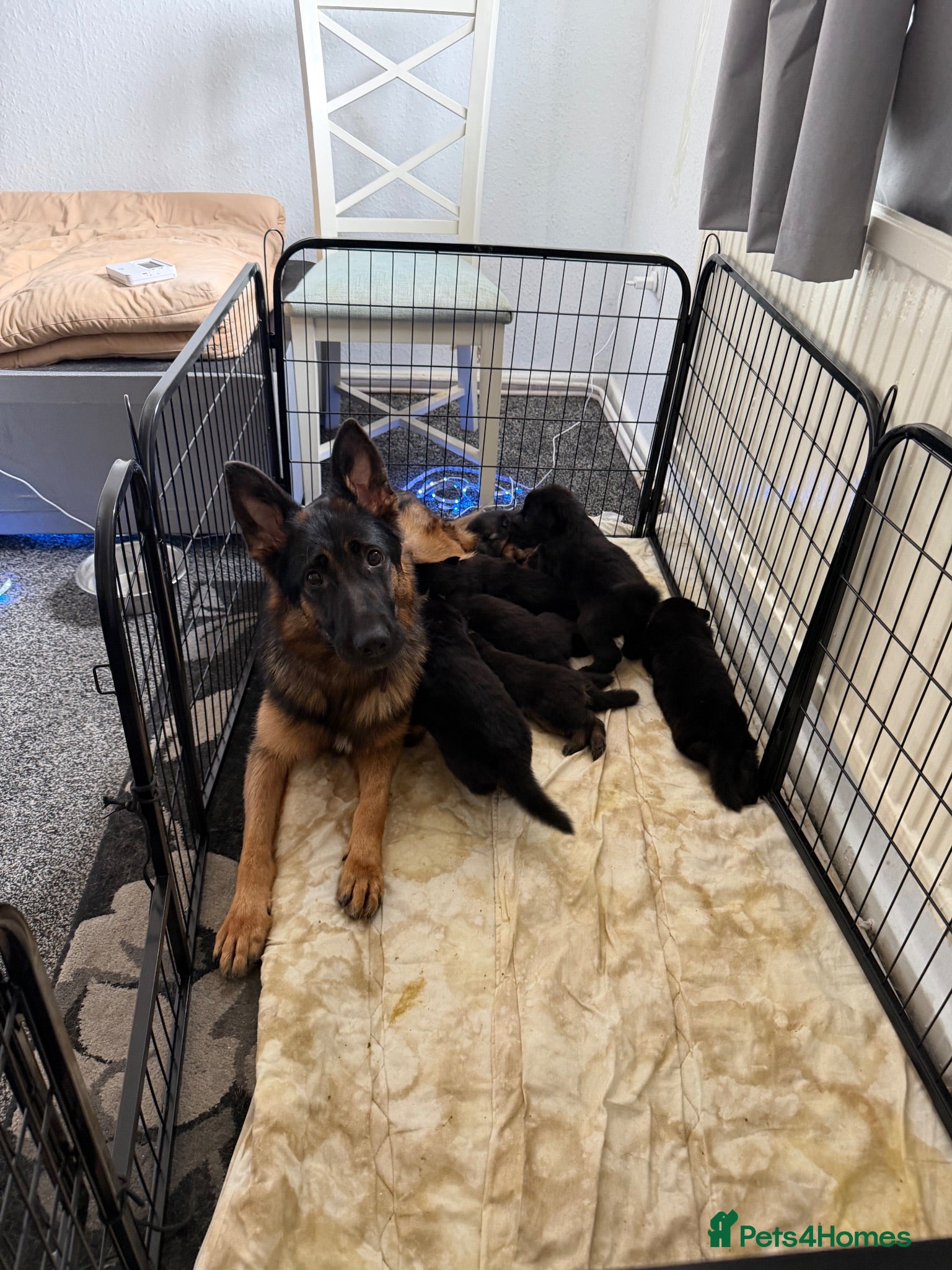 German Shepherd dogs 7beautiful German shepherd puppies for sale - Advert 4