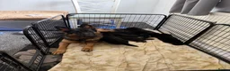 German Shepherd dogs for sale: 7beautiful German shepherd puppies for sale - Advert 1
