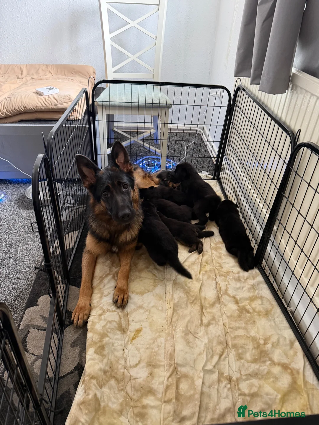 German Shepherd dogs for sale: 7beautiful German shepherd puppies for sale - Advert 1