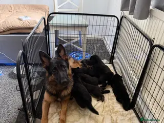 German Shepherd dogs 7beautiful German shepherd puppies for sale - Advert 2