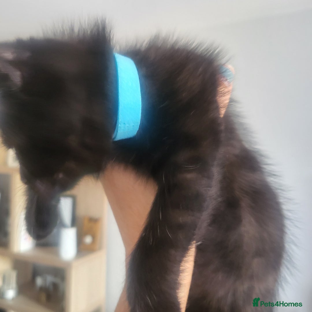Domestic Shorthair cats for sale: Kittens - Image 12
