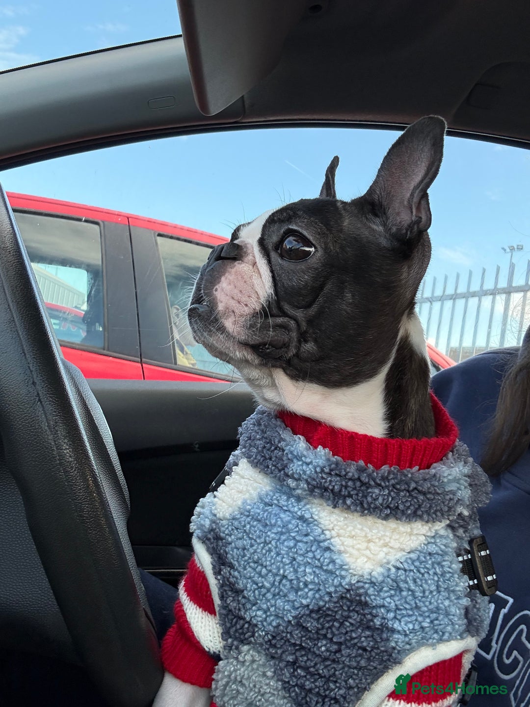 Boston Terrier dogs for sale: Kc reg true to type Boston terrier puppies - Image 5