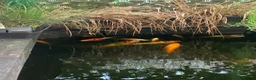 Koi Carp fish for sale: Koi carp for sale - Advert 4