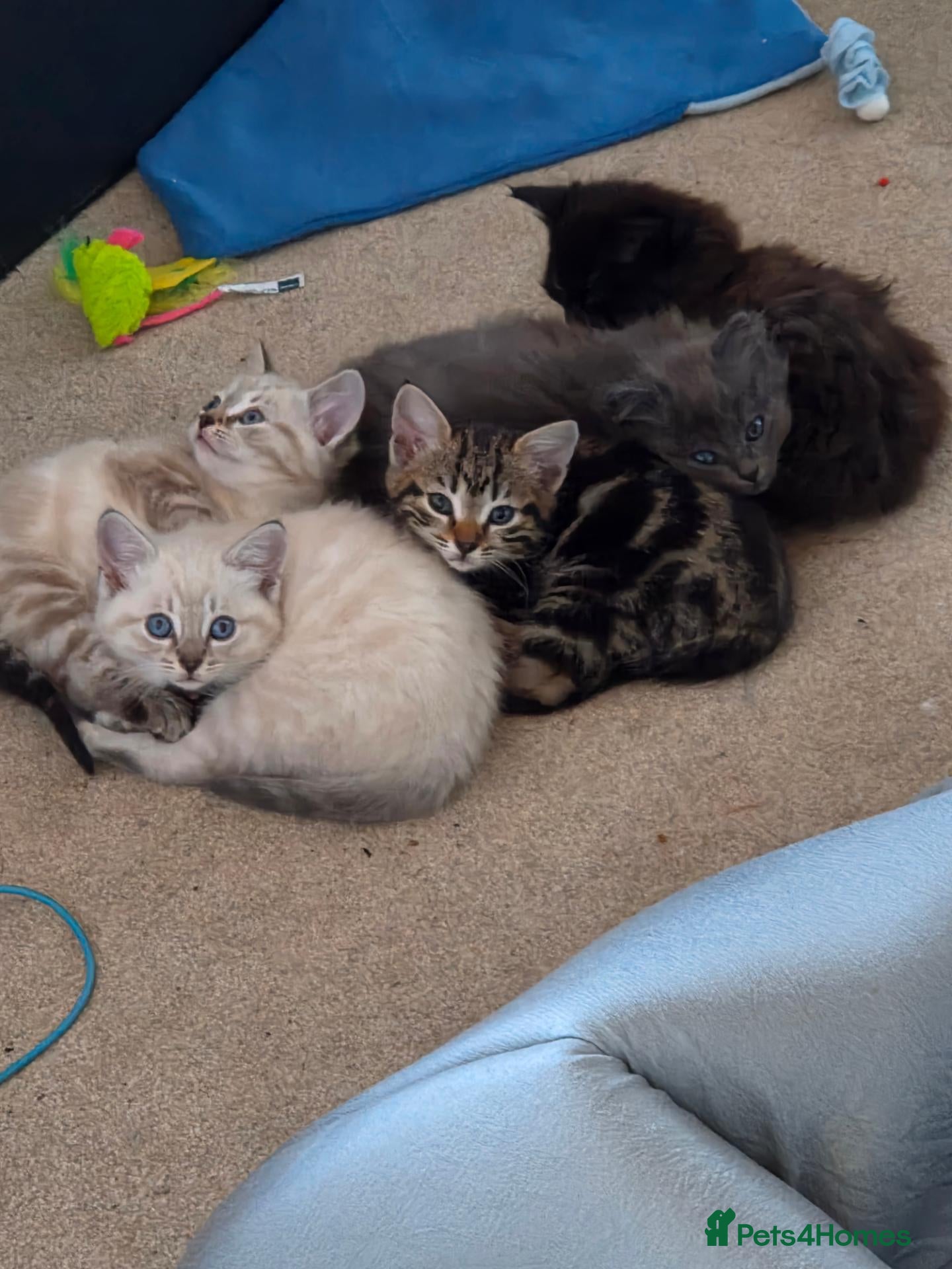 Mixed Breed cats 5 beautiful kittens for  - Advert 1