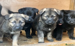 German Shepherd dogs for sale: READY NOW CZECH LINE GERMAN SHEPHERD PUPPIES!! - Image 10