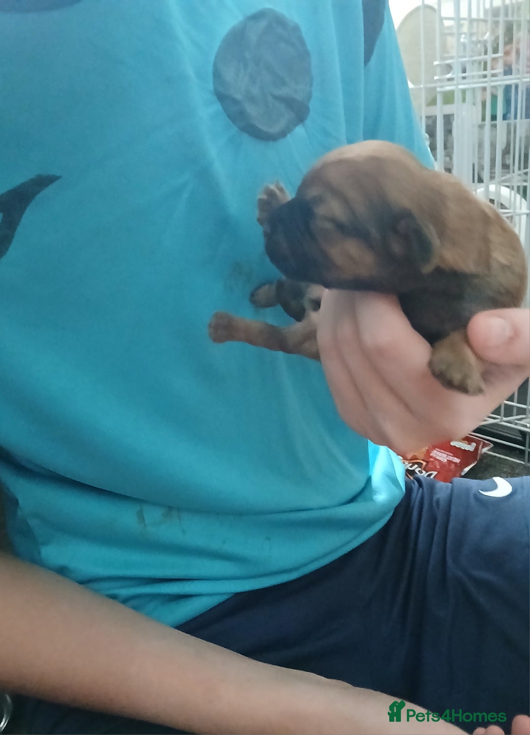 Mixed Breed dogs for sale: 2 pups left  - Advert 21