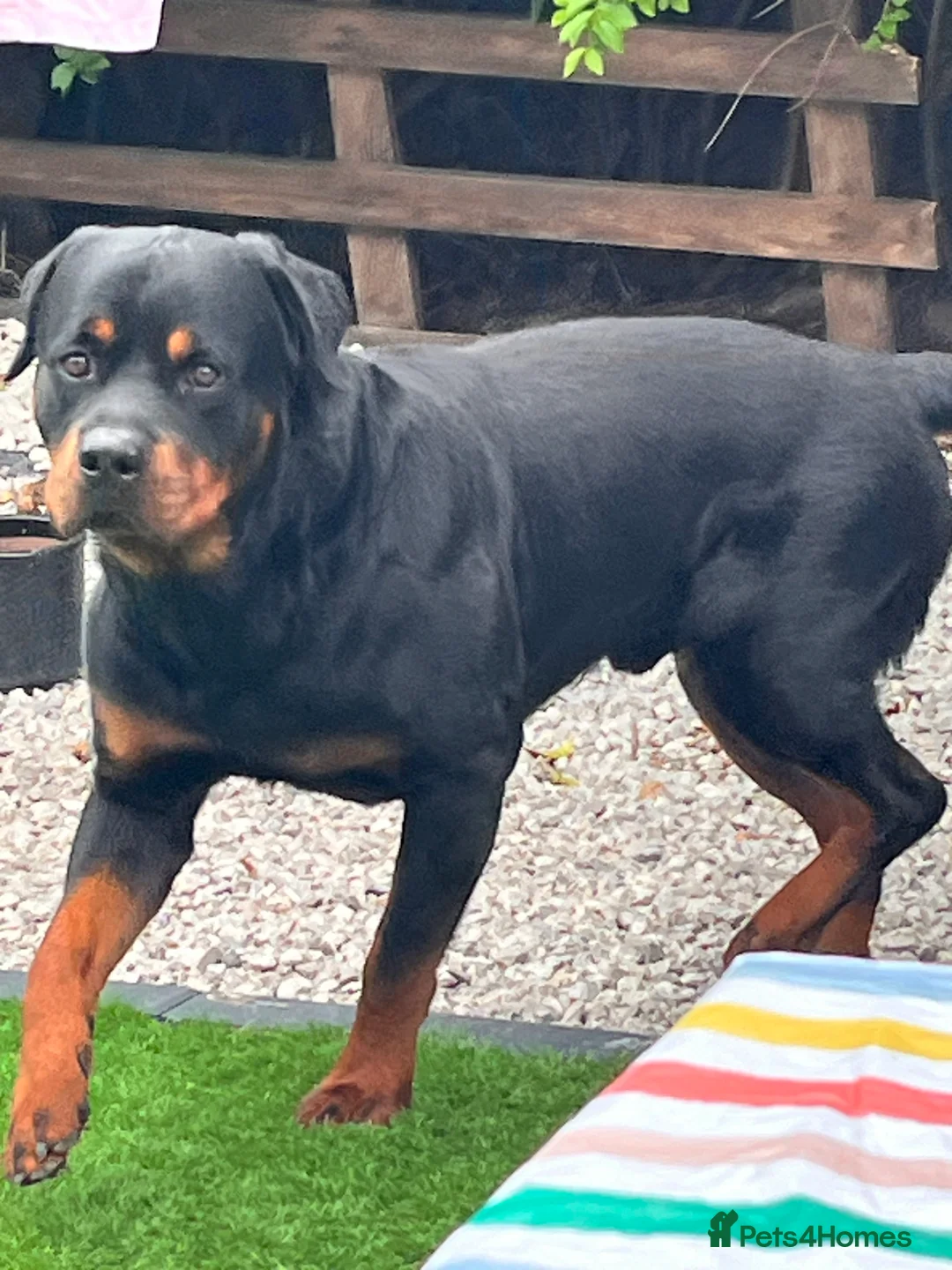 Rottweiler dogs for stud: •PROVEN •Very experienced stunning Rottweiler Stud in Doncaster - Advert 6