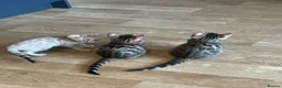 Bengal cats for sale: Tica Registered Bengal Kittens - Snow and Brown in London - Advert 7