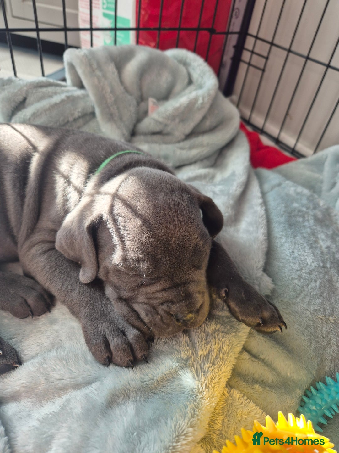 Cane Corso dogs for sale: Beautiful Blue Cane Corso Puppies - Image 32