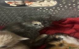 Mixed Breed cats for sale: Beautiful kittens READY NOW - Image 8