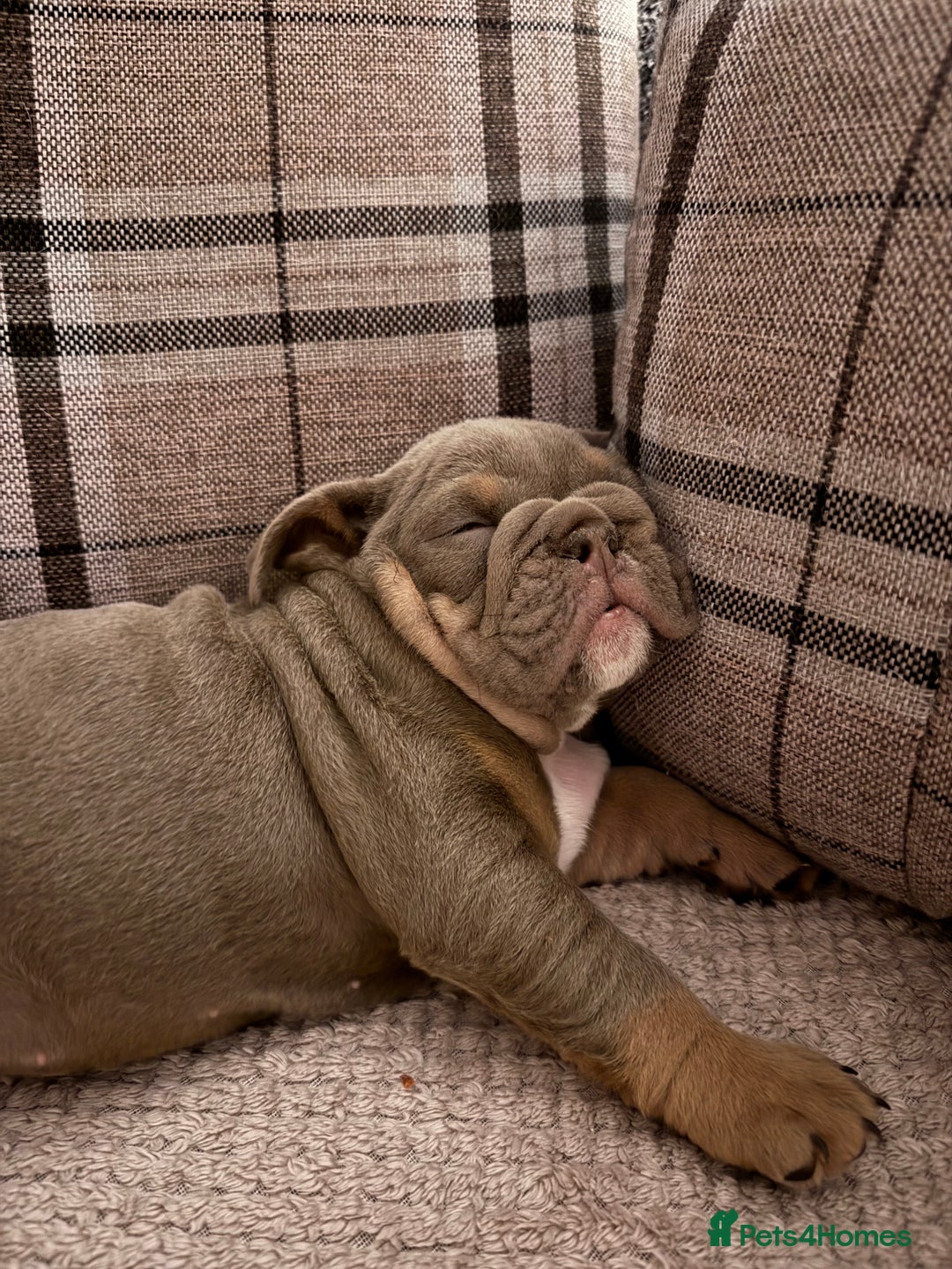 English Bulldog dogs for sale: Last little lady, English Bulldog  - Advert 3