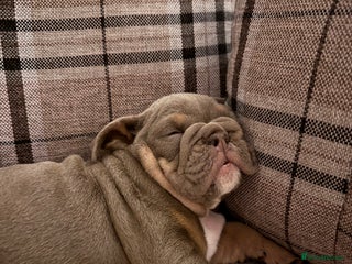 English Bulldog dogs English Bulldogs ready to leave 10/12/25 - Advert 2