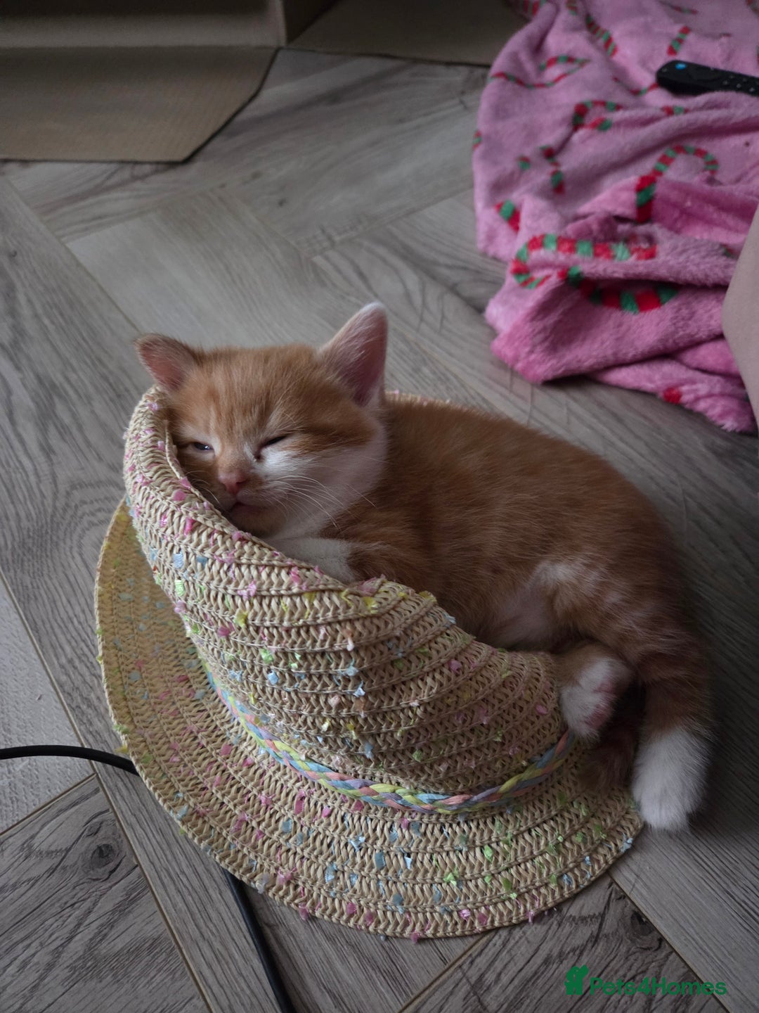 Domestic Shorthair cats for sale: 2 ginger boys - Advert 6