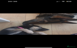 German Shepherd dogs for stud: KC sable male for stud  in Birmingham - Image 14