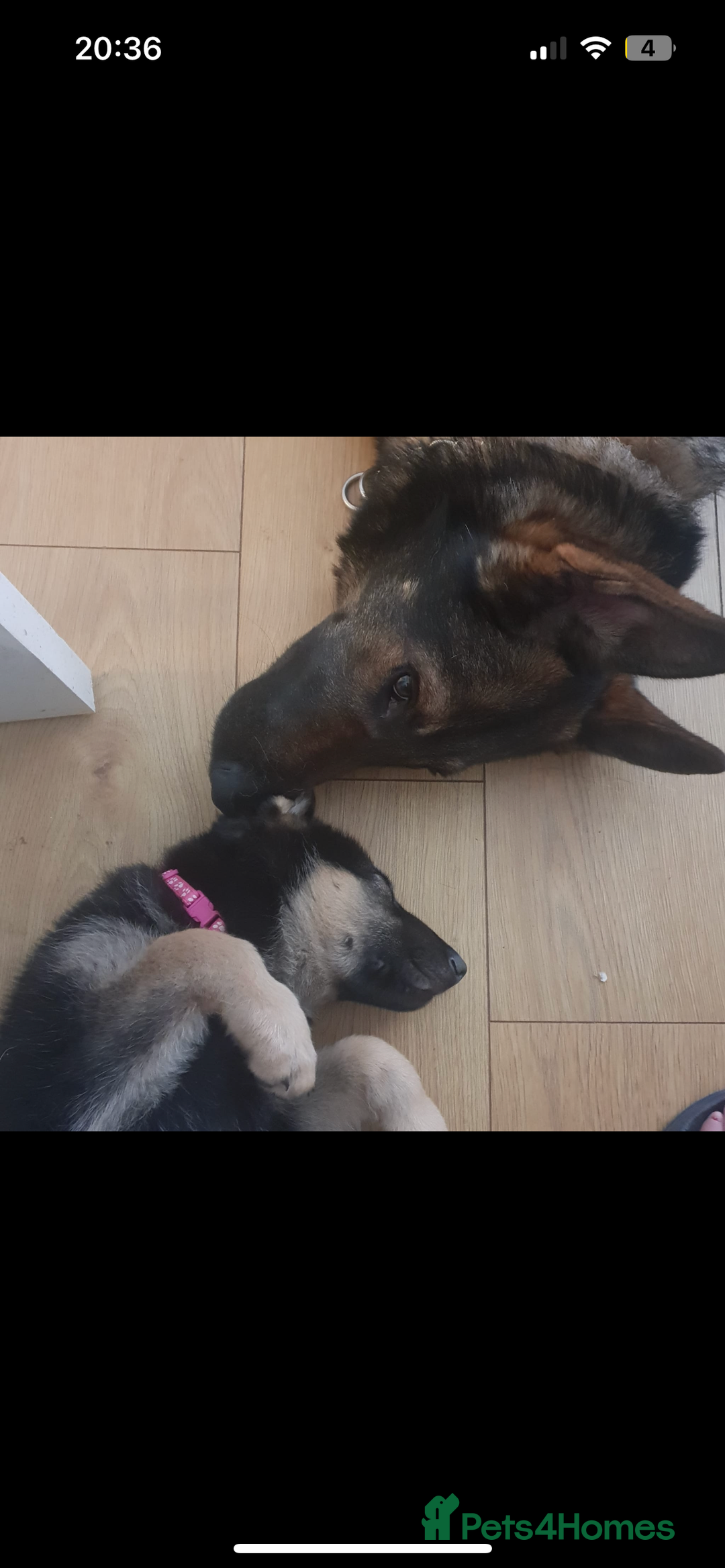 German Shepherd dogs for stud: KC sable male for stud  in Birmingham - Image 14