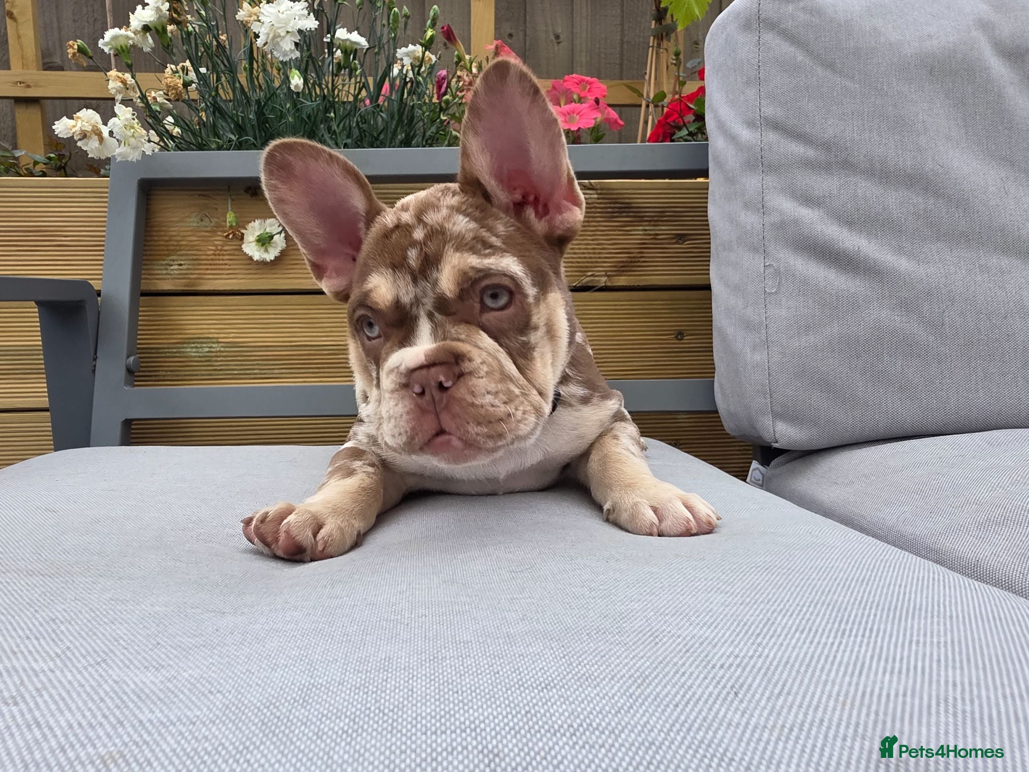 French Bulldog dogs  French Bulldog  - Advert 5