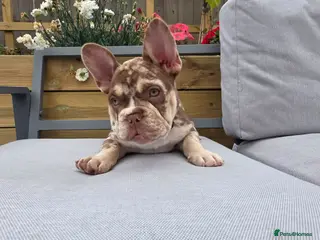 French Bulldog dogs French Bulldog - Advert 5