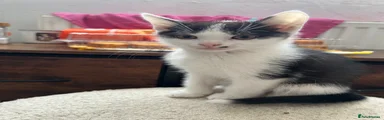 Mixed Breed Kitten 2