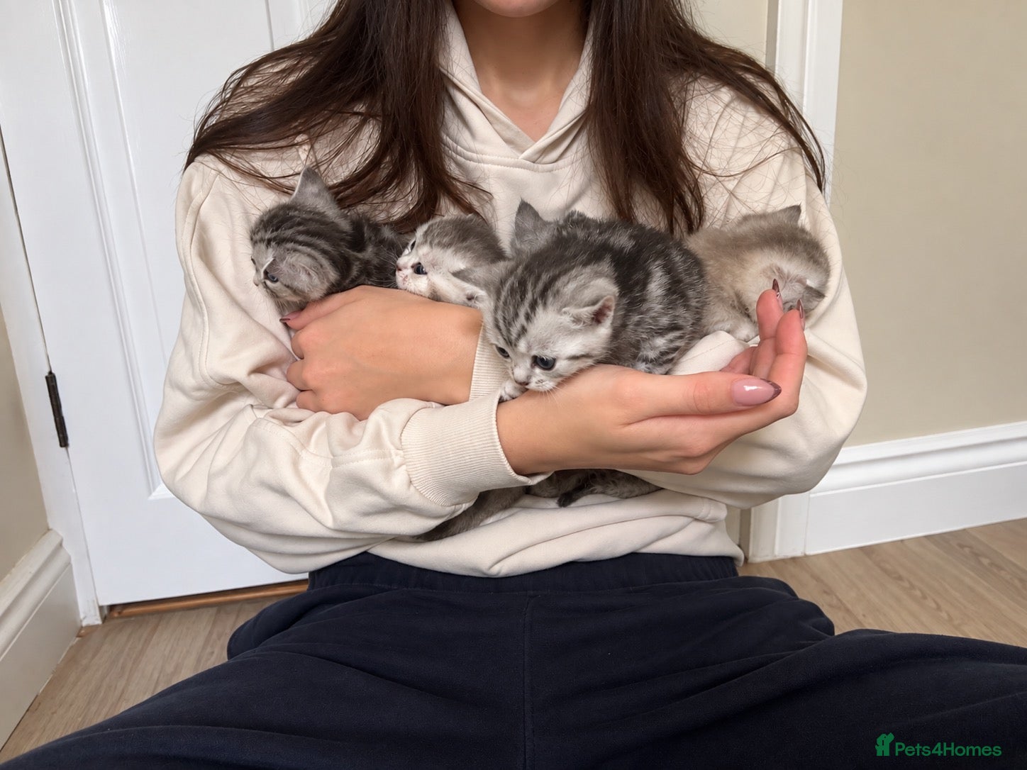 British Shorthair cats GCCF BSH kittens silver tabby & chinchilla  - Advert 2