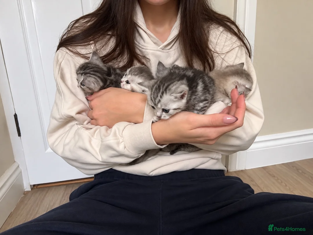 British Shorthair cats for sale: GCCF BSH kittens silver tabby & chinchilla  - Advert 1
