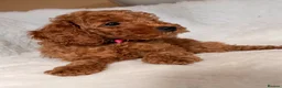 Cavapoo dogs for sale: Stunning Red F1b cavapoo puppies - Advert 4