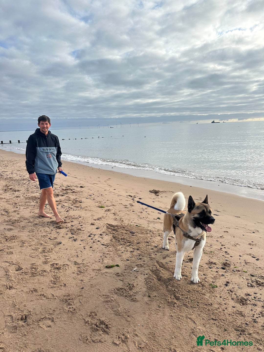 Akita dogs for stud: American Akita purebred for stud - Image 3