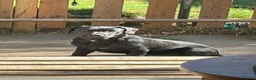 Mixed Breed dogs for sale: 6 month old puppy sale  in Harwich - Advert 1
