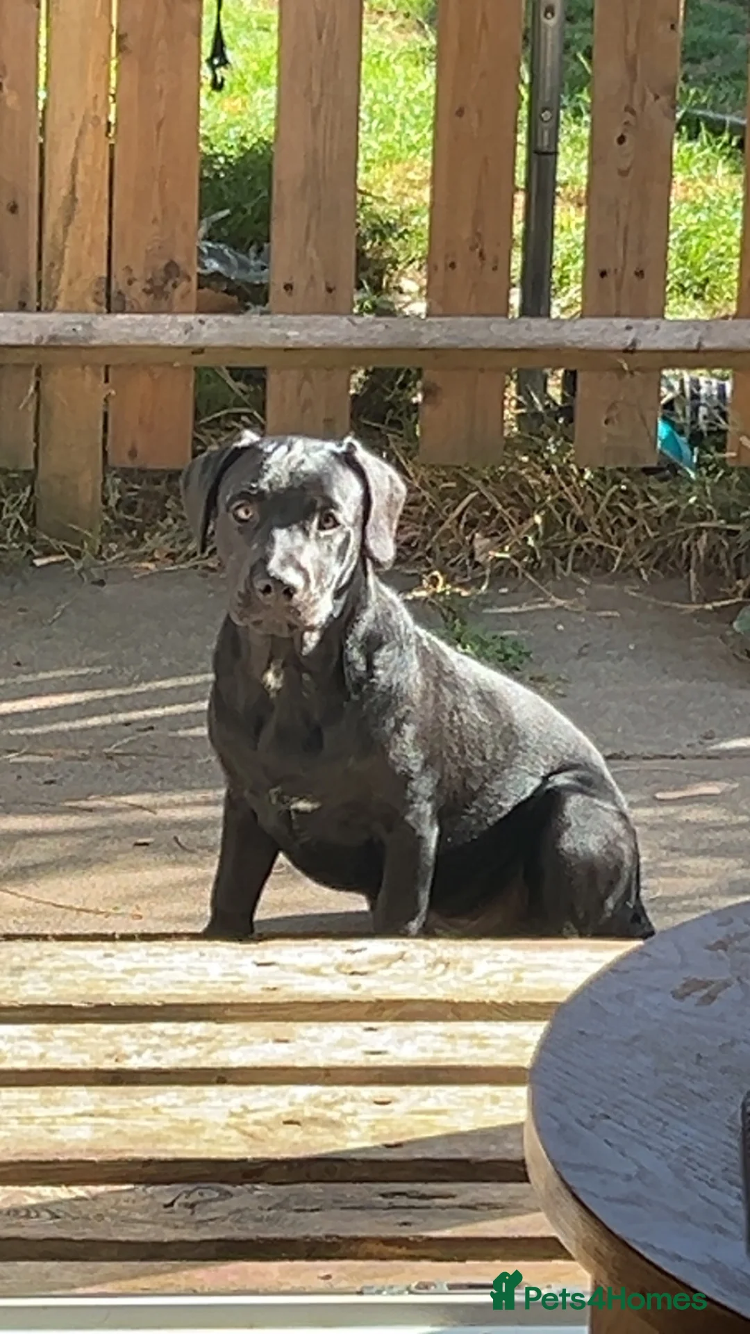 Mixed Breed dogs for sale: 6 month old puppy sale  in Harwich - Advert 1
