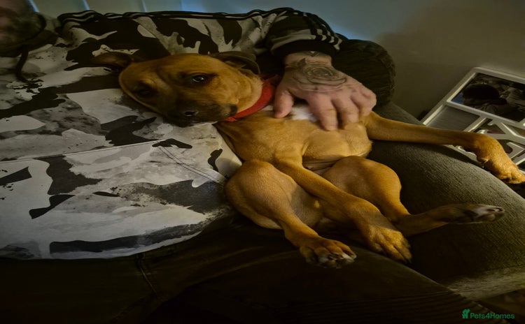 Mixed Breed dogs - Advert 1