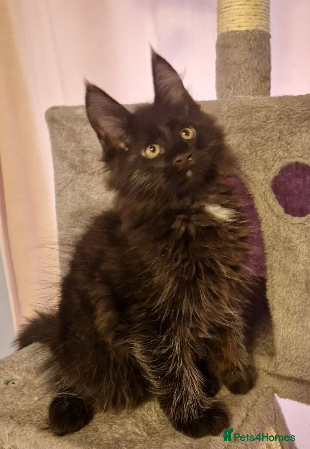 Maine Coon cats for sale: 🌟Ready to leave 4 XL Maine Coons active available - Image 28