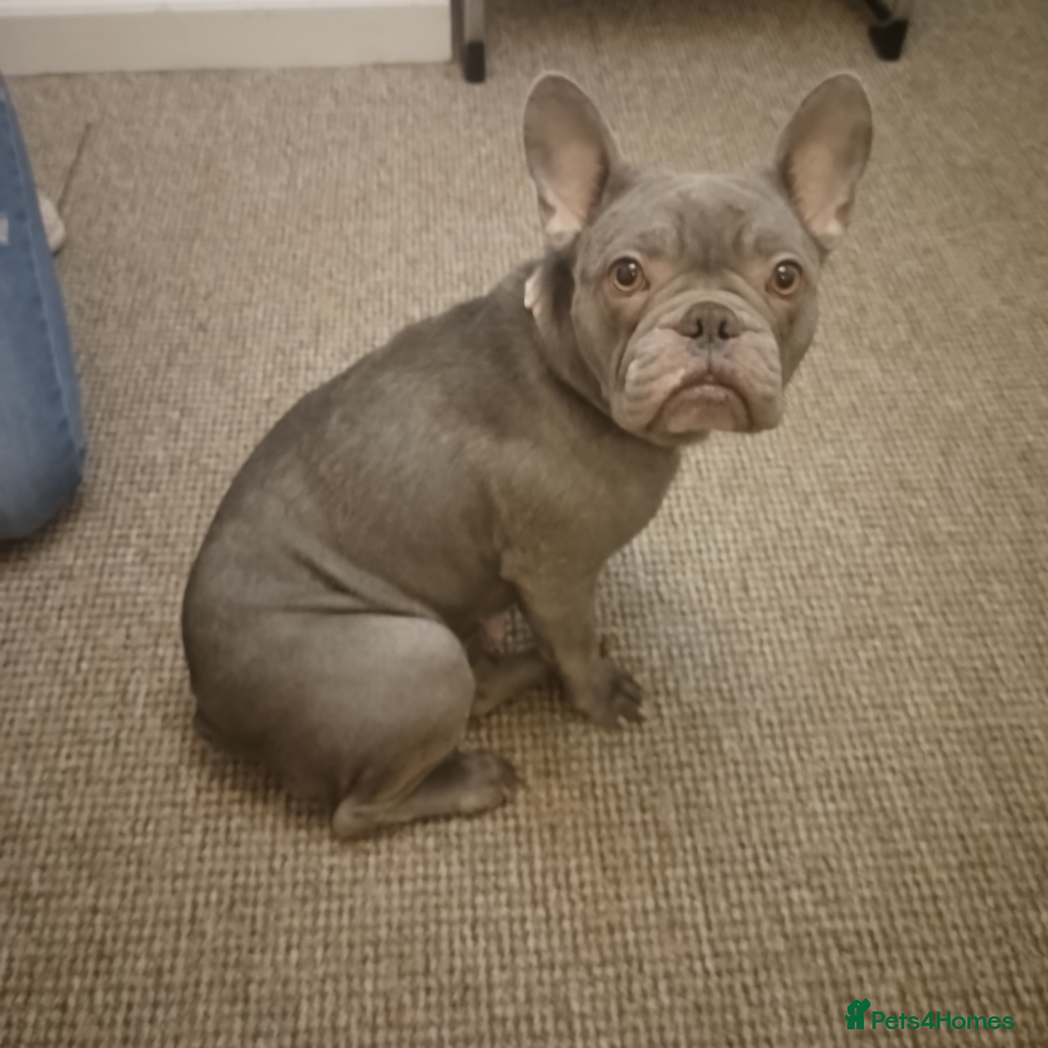 French Bulldog dogs French bulldog  - Advert 4