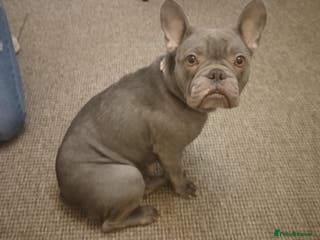 French Bulldog dogs French bulldog - Advert 4