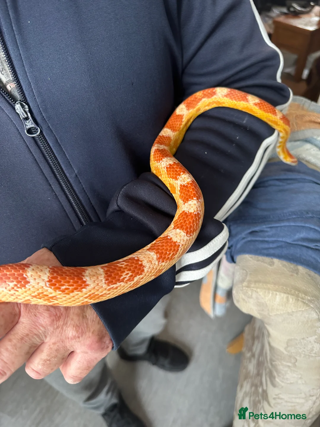 Corn Snake reptiles for sale: Corn snake with everything  - Advert 4
