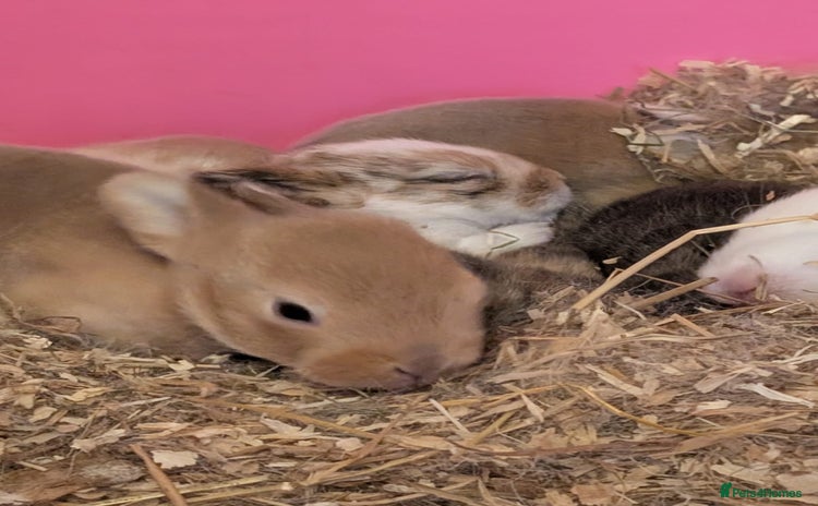 Mixed Breed rabbits - Advert 1