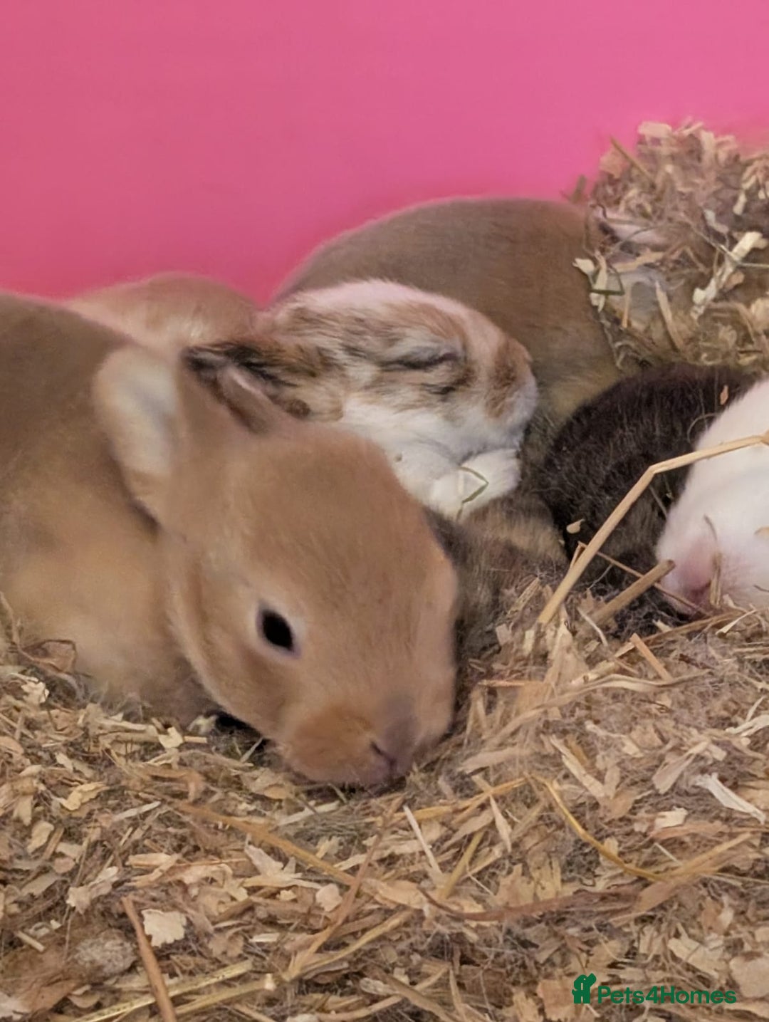 Mixed Breed rabbits for sale: Mixed breed rex cross  - Image 1