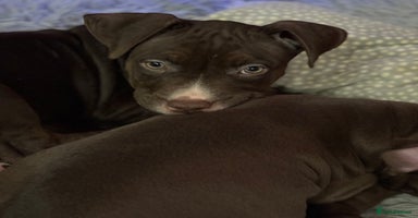 American Bull Staffy dogs Staffy Bull Puppies - Advert 11