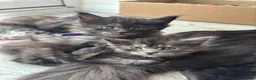 Maine Coon cats for sale: 🖤Stunning Black Smoke Maine Coon Girls - Advert 13