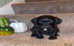 Cockapoo dogs for sale: F1 cockerpoos  - Image 6