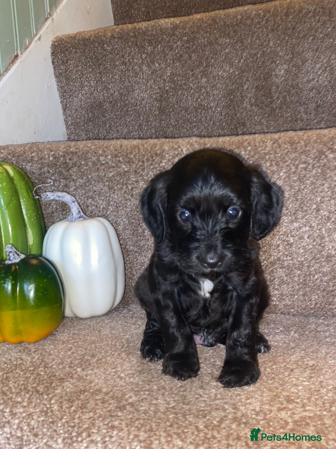 Cockapoo dogs for sale: F1 cockerpoos  - Image 6