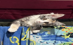 Maine Coon cats for sale: 6 months old female Mainecoon  - Image 2
