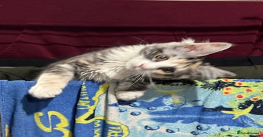 Maine Coon cats - Advert 3