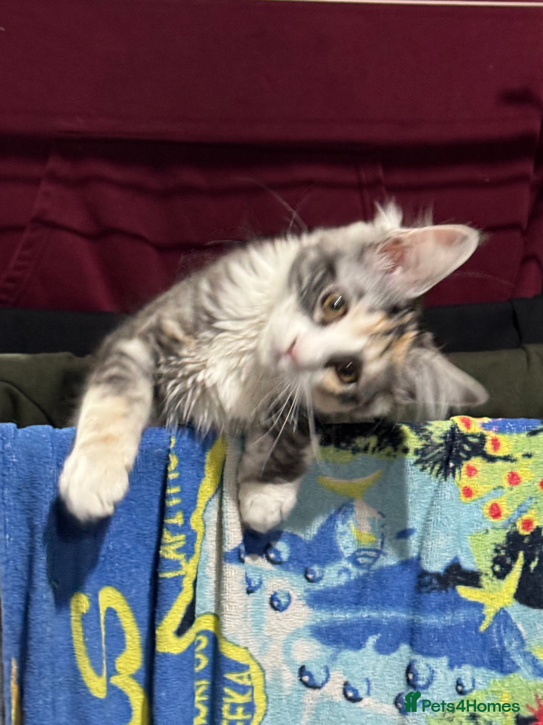 Maine Coon cats for sale: 6 months old female Mainecoon  - Image 2