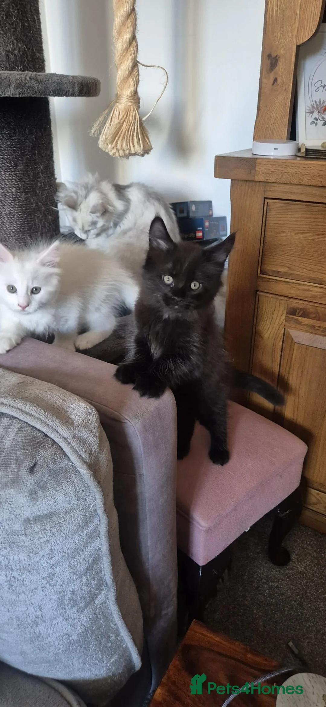 Maine Coon cats for sale: Maine coon kittens  - Advert 18