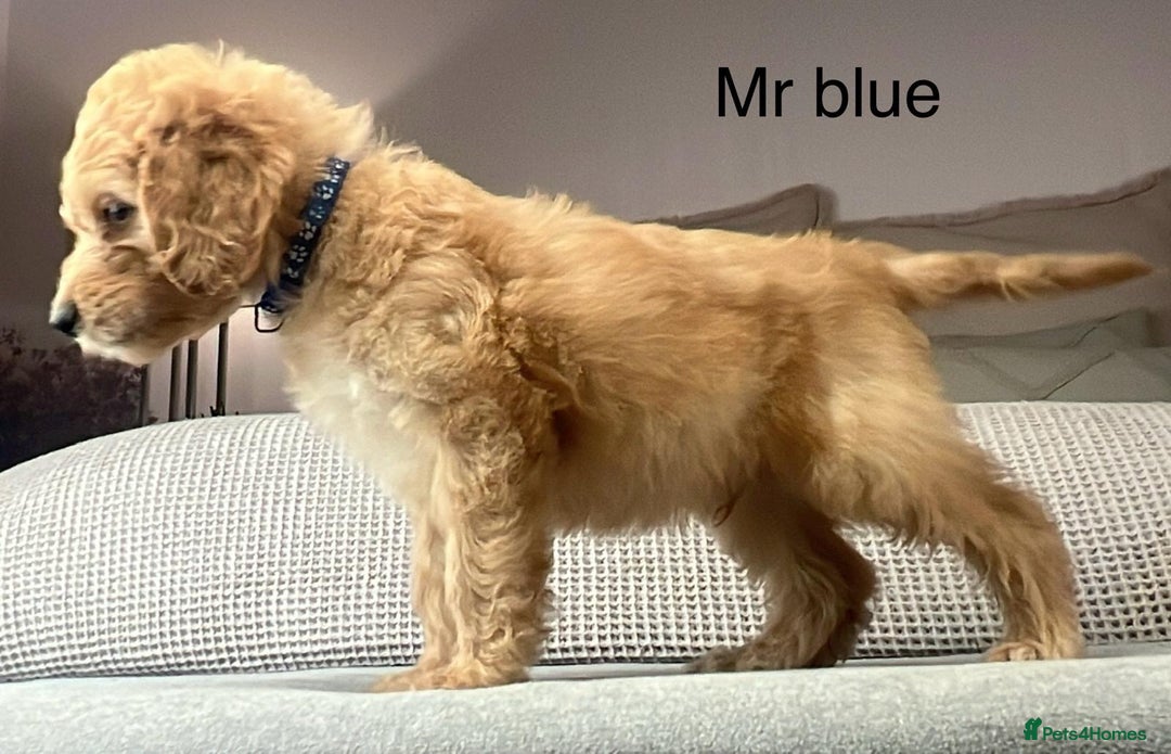 Irish Doodle dogs for sale: The perfect Doodle - Advert 39