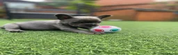 French Bulldog dogs for sale: *NOW REDUCED*KC registered French bulldog puppies  - Advert 25