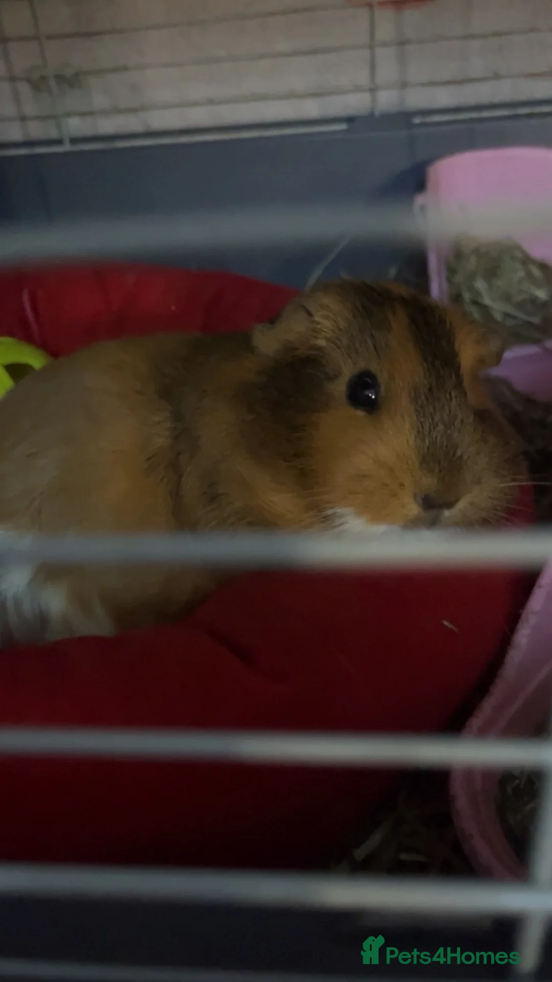 Guinea Pig rodents for sale: Guinea pigs  - Advert 2