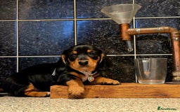 Miniature Dachshund dogs for sale: Quality miniature daschund  - Image 8