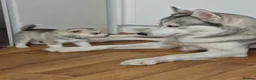 Siberian Husky dogs for stud: Siberian husky  - Advert 4