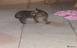 Mixed Breed cats for sale: kittens Bengal x microchipped flea/worm.insured.  - Image 5