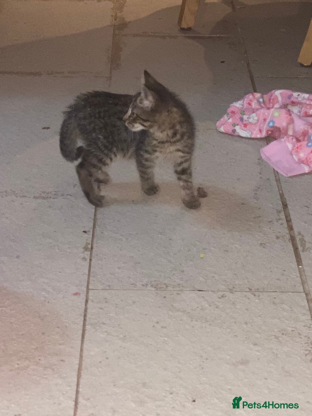 Mixed Breed cats for sale: kittens Bengal x microchipped flea/worm.insured.  - Image 5
